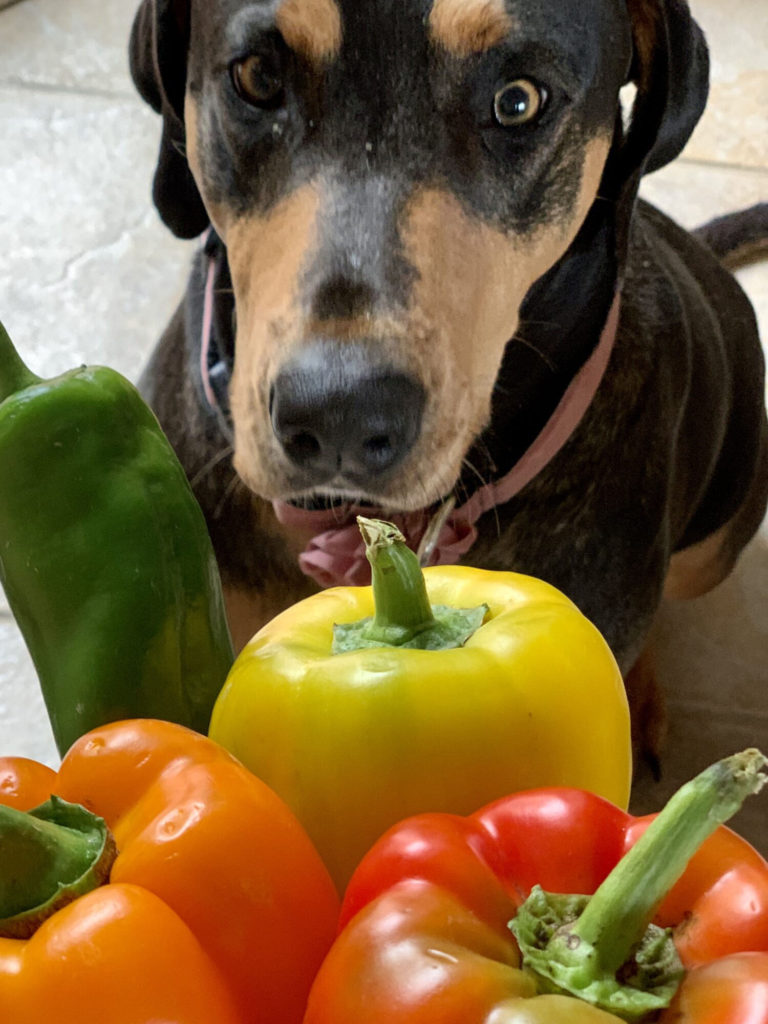Can Dogs Eat Green Peppers 
