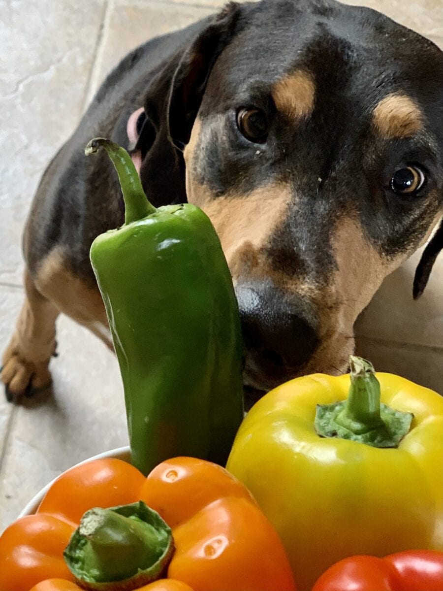 Bell peppers and store dogs