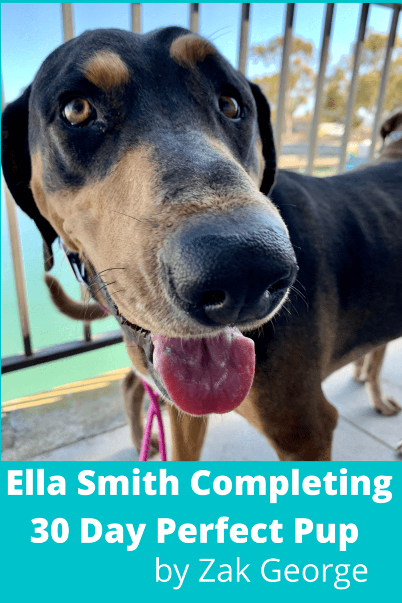 Ella Smith Completing 30 Day Perfect Pup Free Dog Training