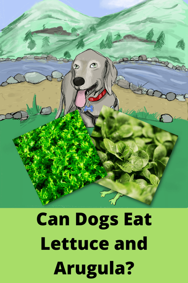 can my dog eat lettuce