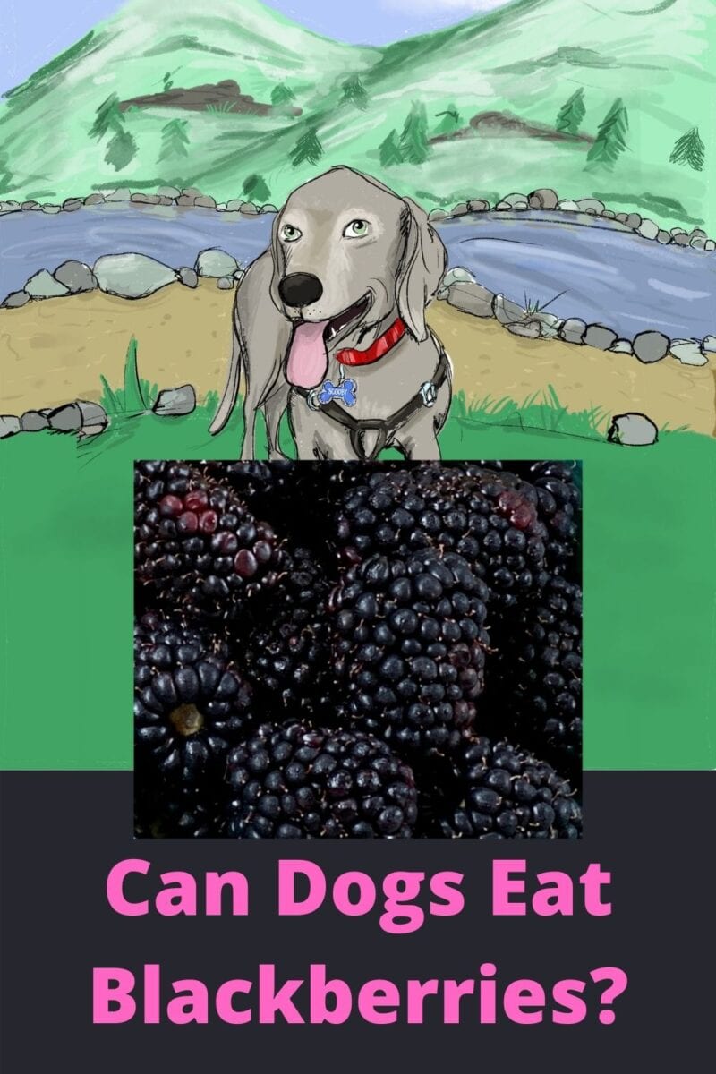 Can Dogs Eat Blackberries