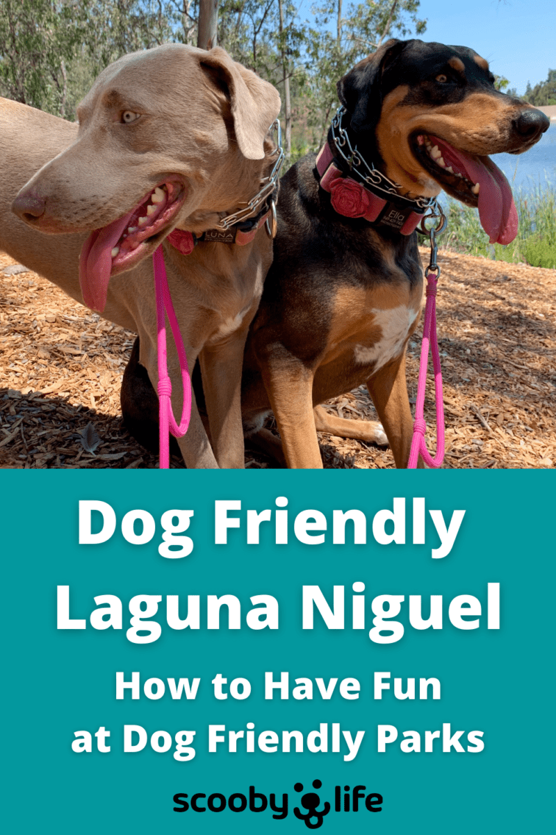 Dog Friendly Laguna Niguel
