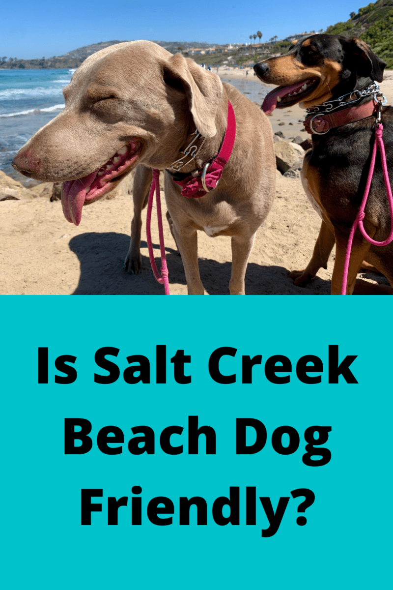 Is Salt Creek Beach Dog Friendly?