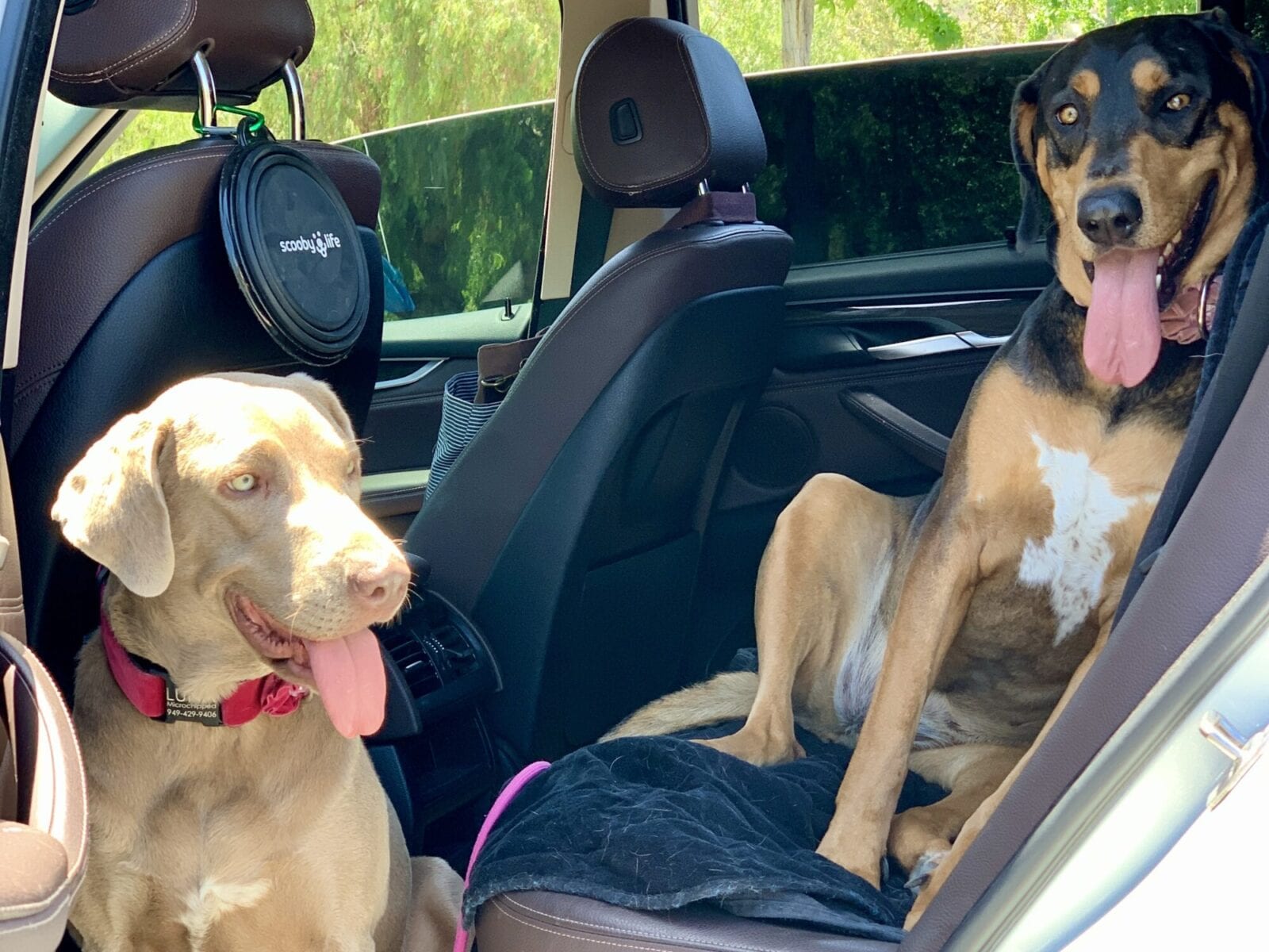 Luna and Ella Heading to Dog Friendly Laguna Niguel