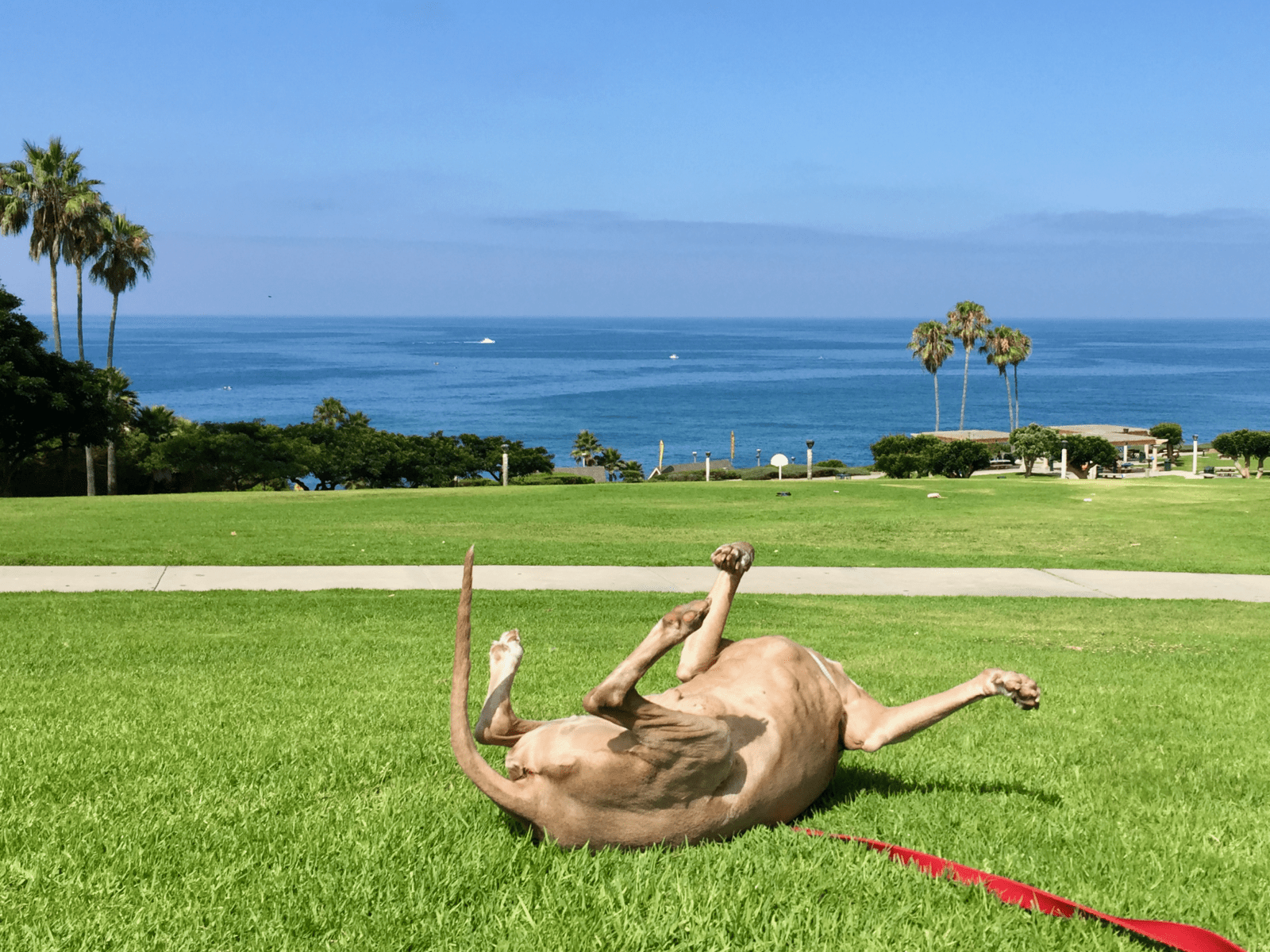 Scooby Smith Enjoying Salt Creek Beach Park