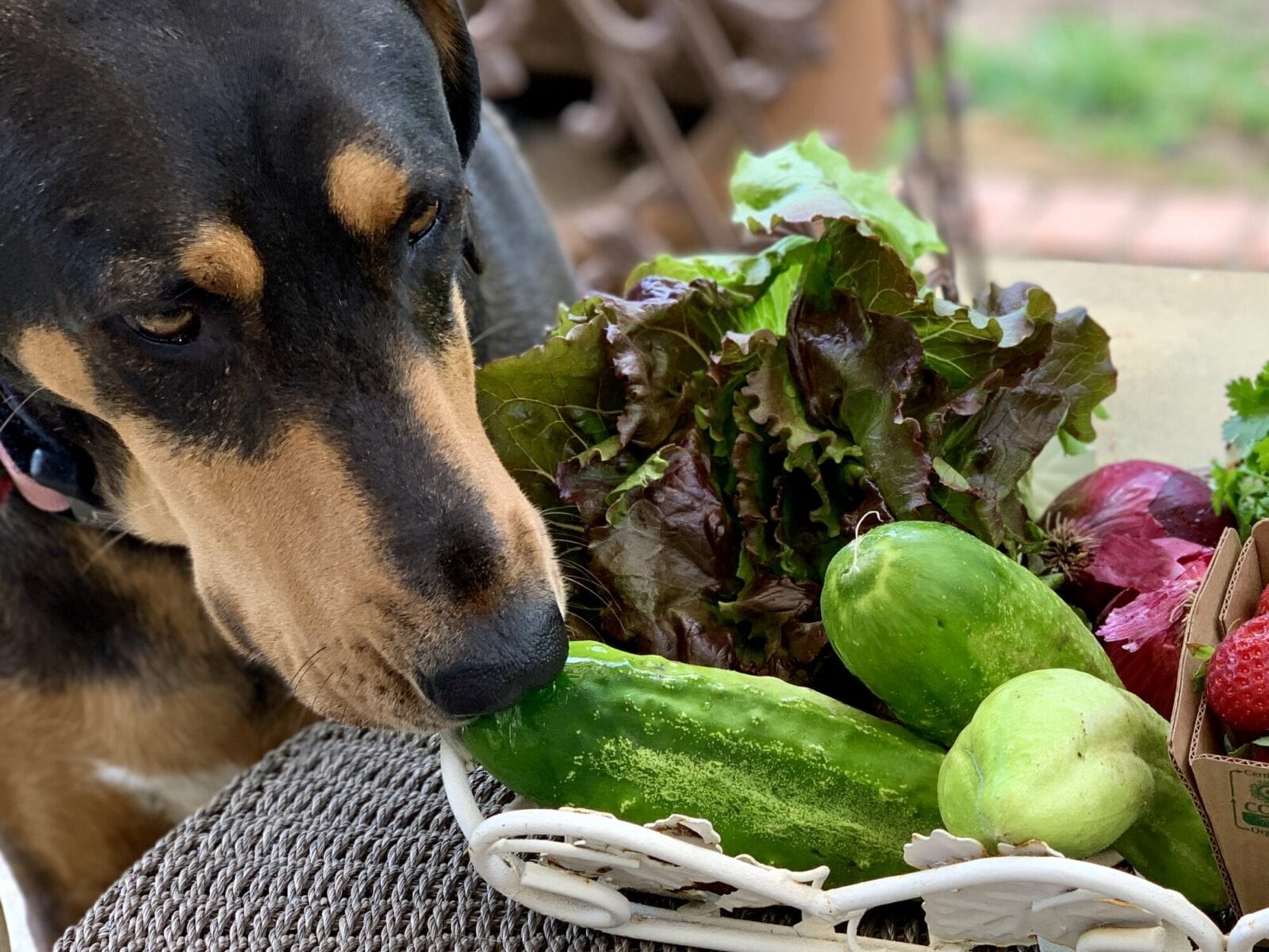 can chihuahuas eat cucumbers