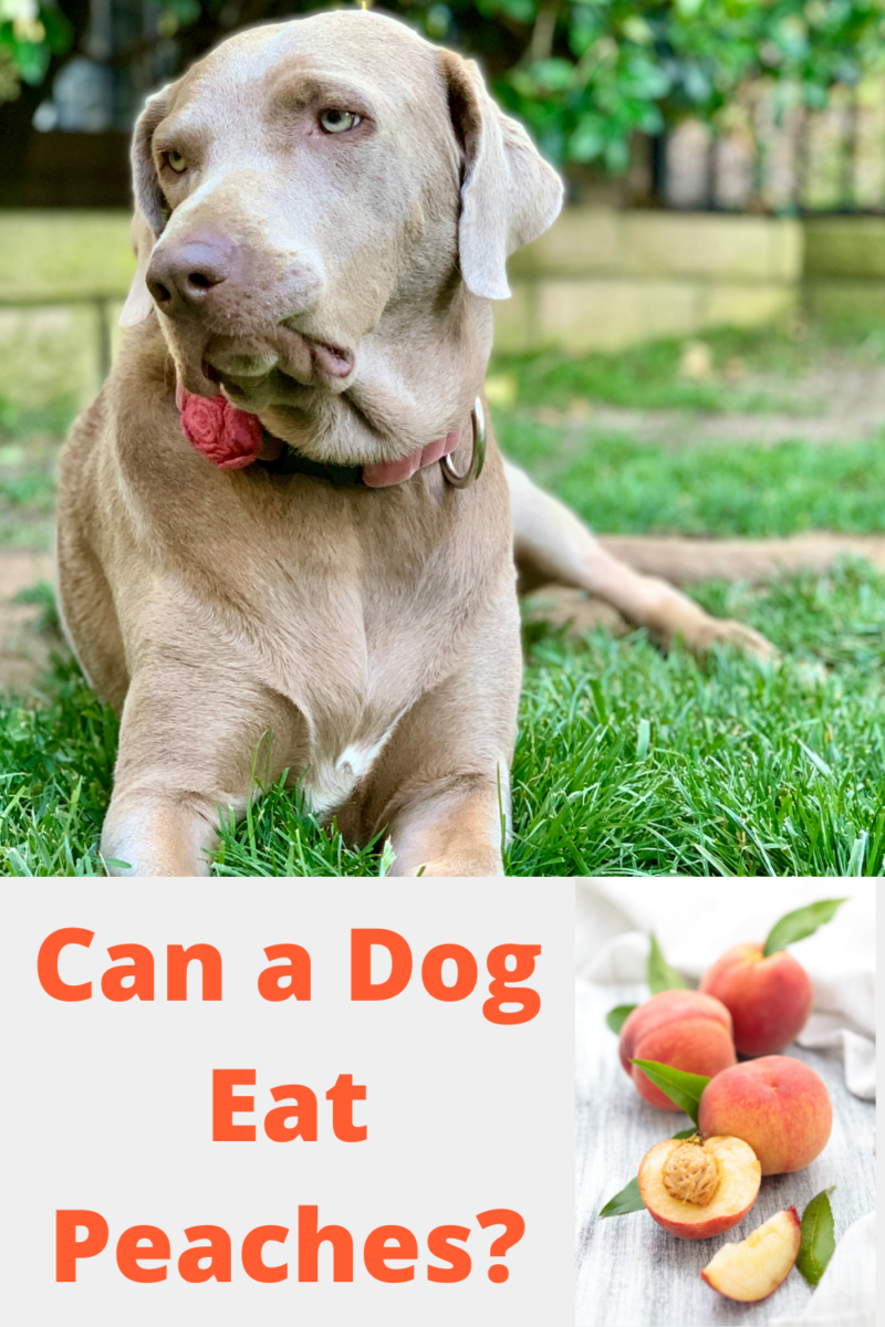 Can a Dog Eat Peaches?