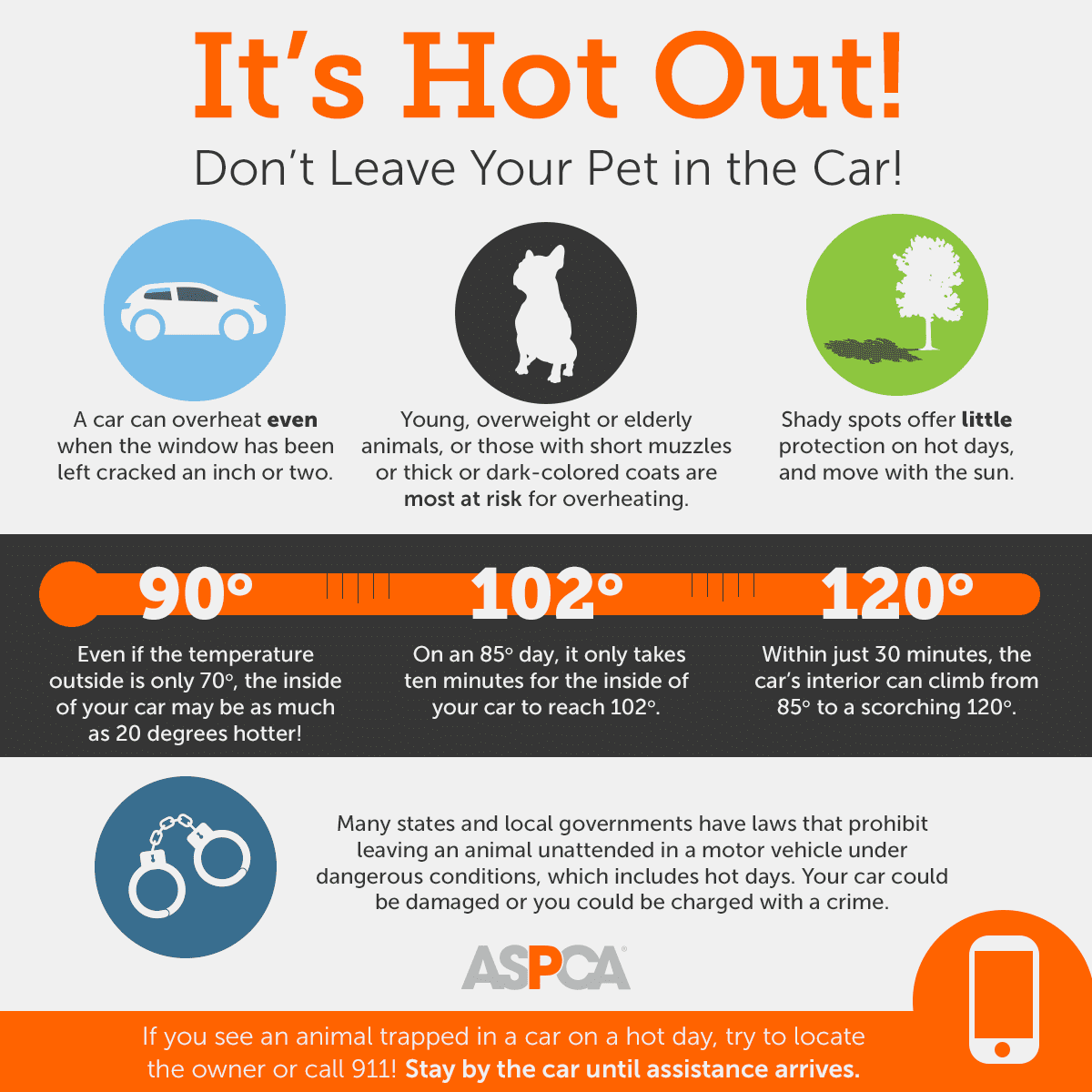 Hot Cars and Dogs Infographic ASPCA