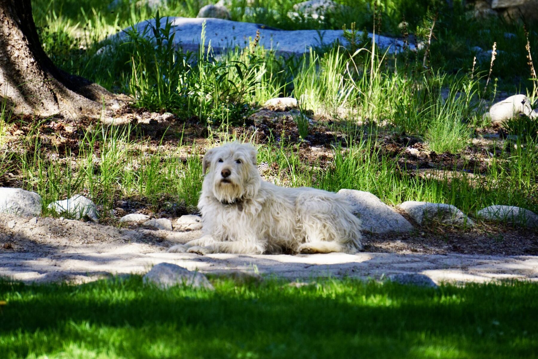 Bunny, Princess of Rock Creek Lodge