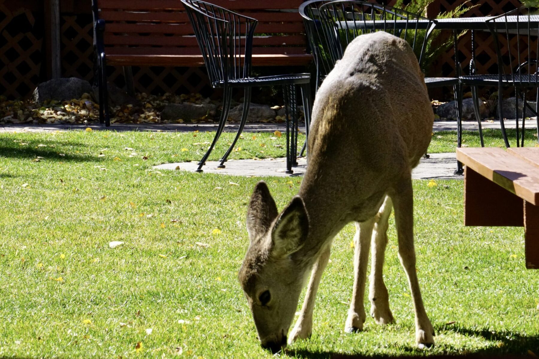 Mule Deer at Convict Lake Resort