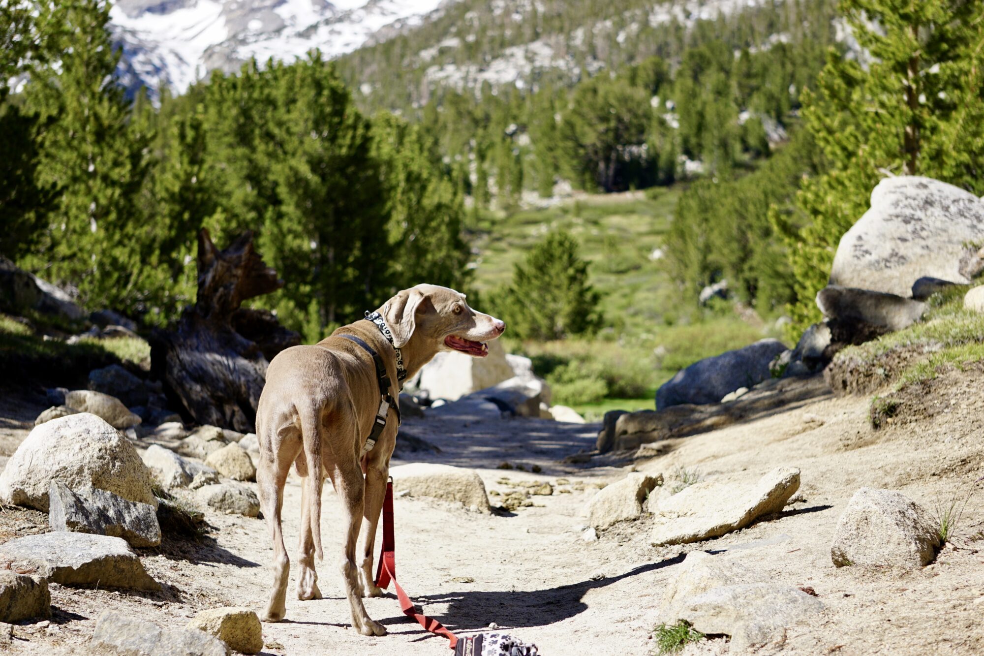 Scooby Smith Hiking to Box Lake on Little Lakes Trail in Rock Creek