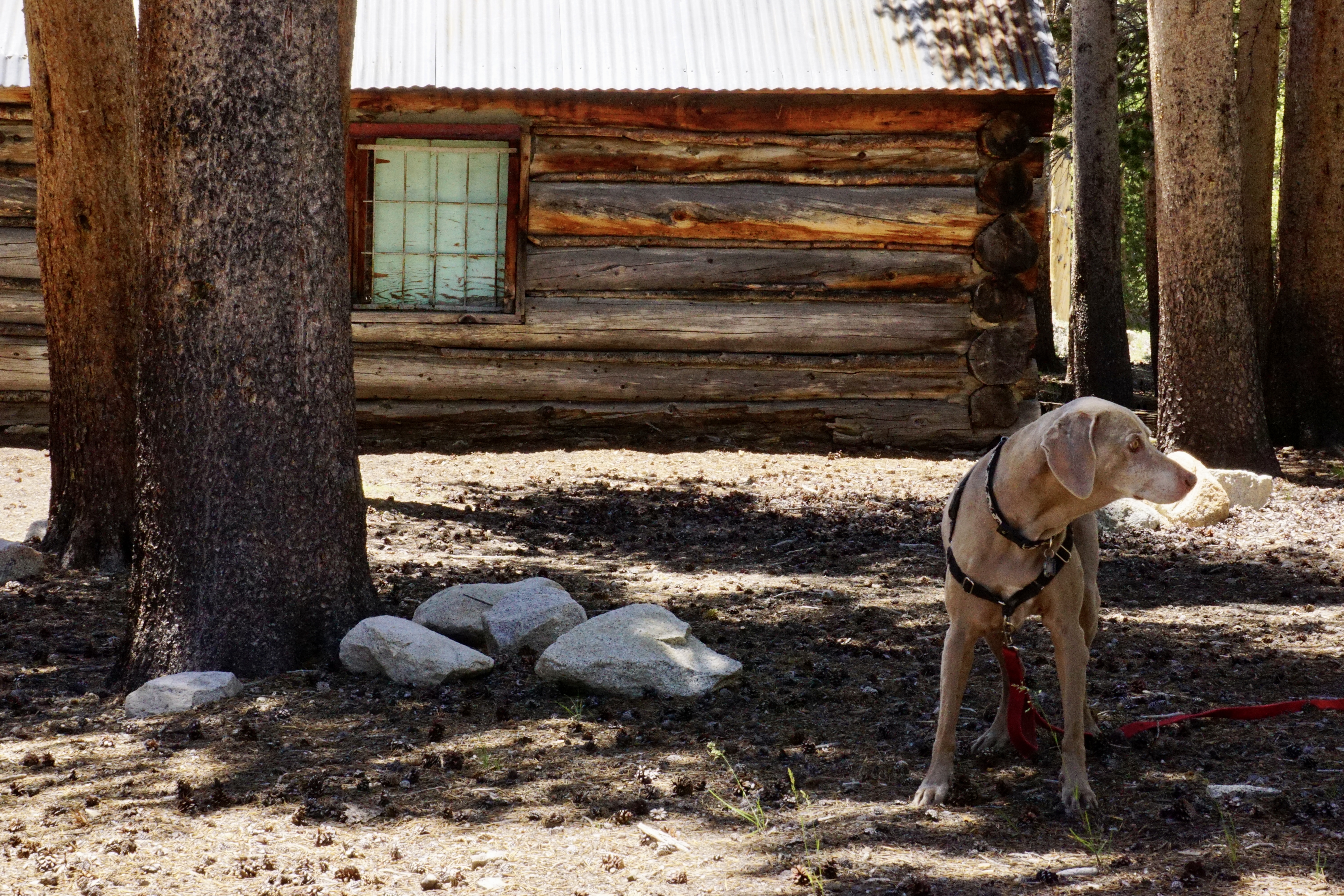 Scooby Smith Investigating US Forest Service Cabin at Rock Creek