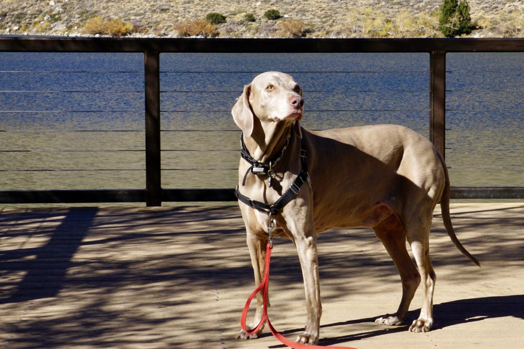 Scooby Smith at Dog Friendly Convict Lake