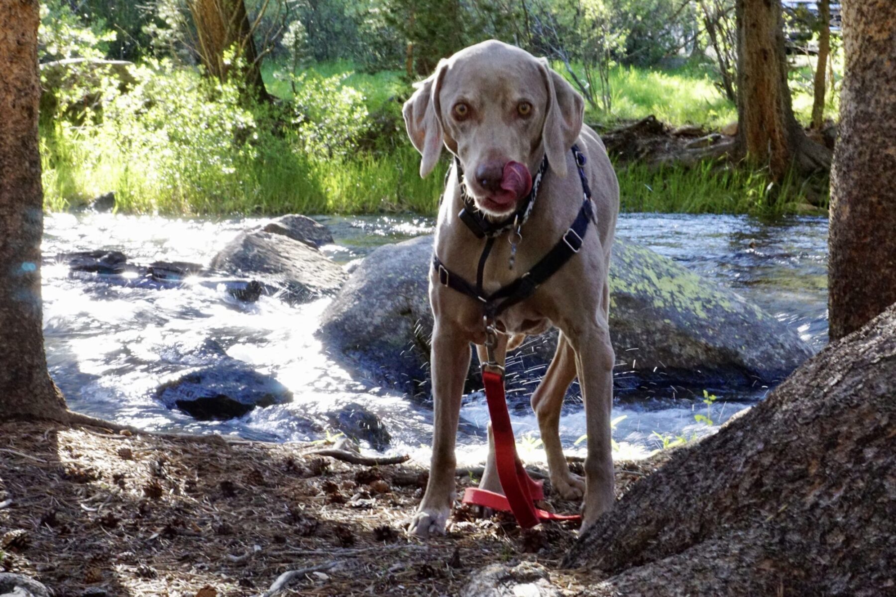 Scooby at Lower Pine Grove near Rock Creek Lake Campground