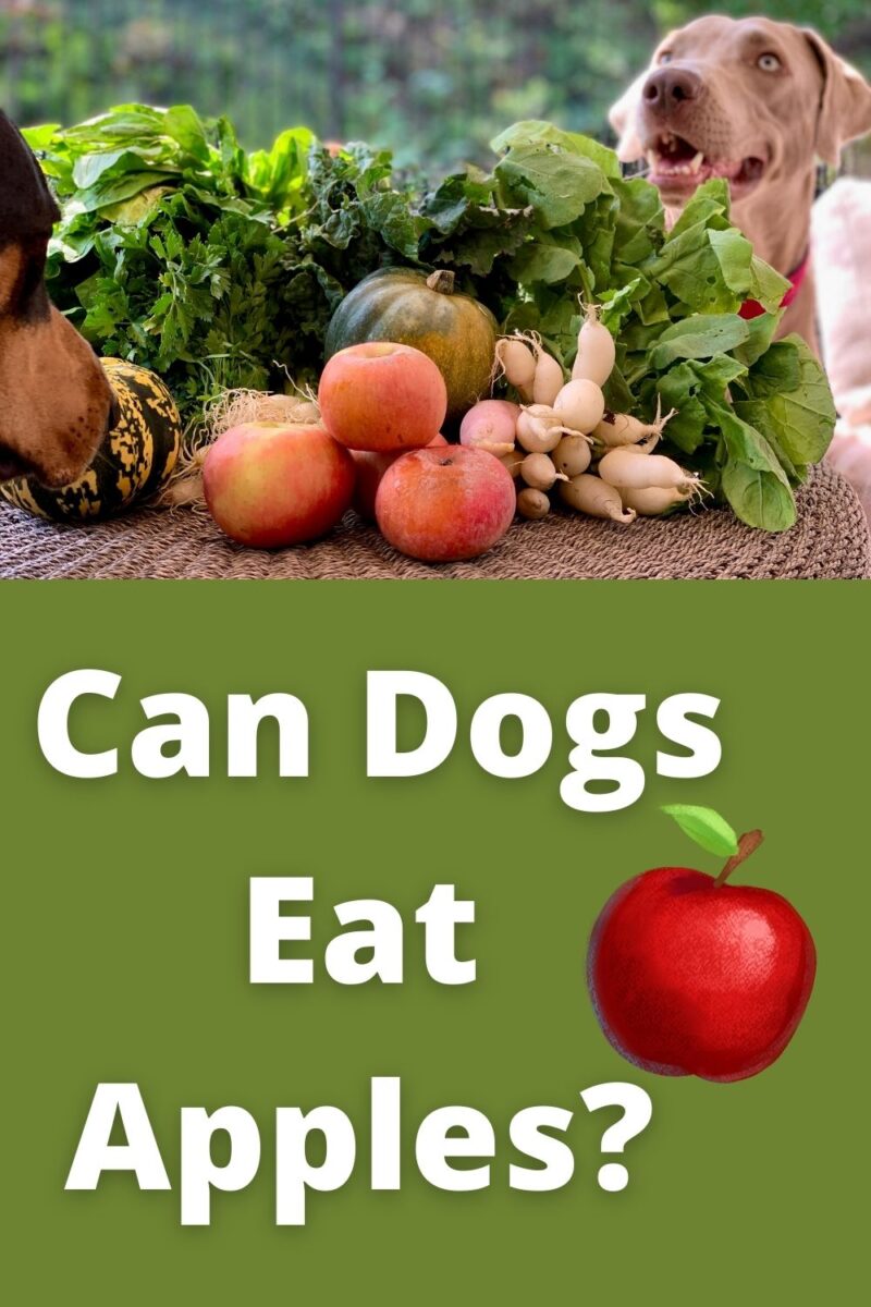 Can Dogs Eat Apples