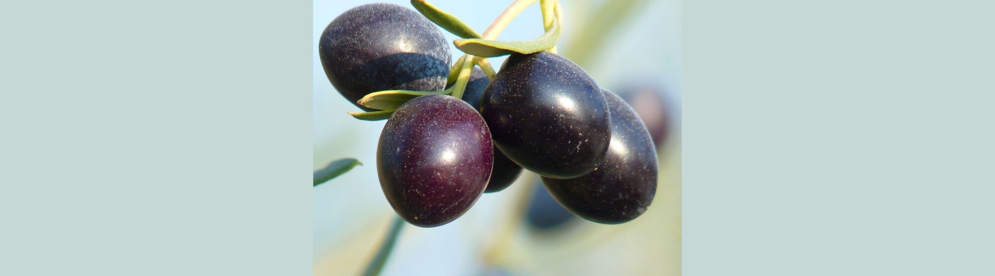 Health Benefits of Black Olives