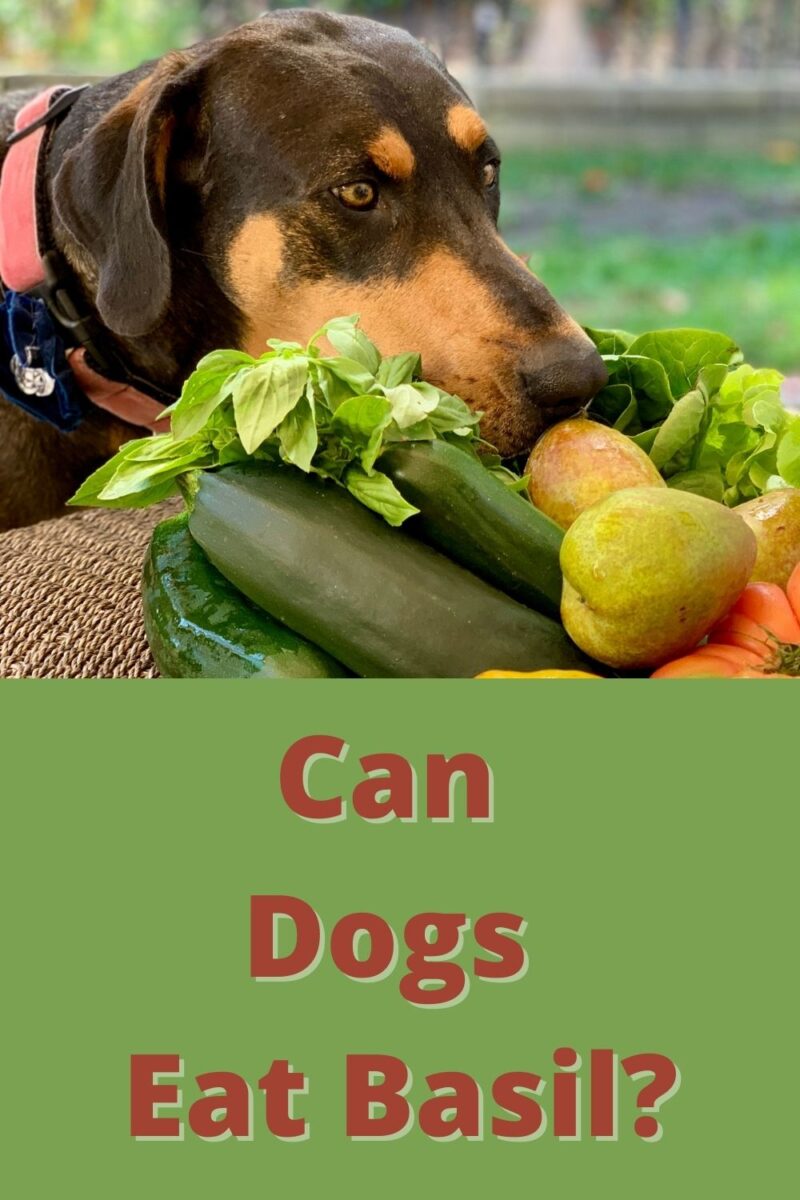 Can Dogs Eat Basil