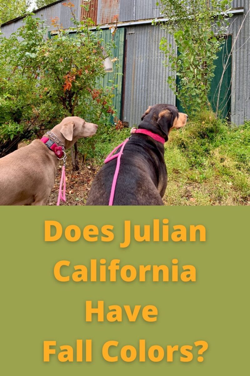 Does Julian California Have Fall Colors