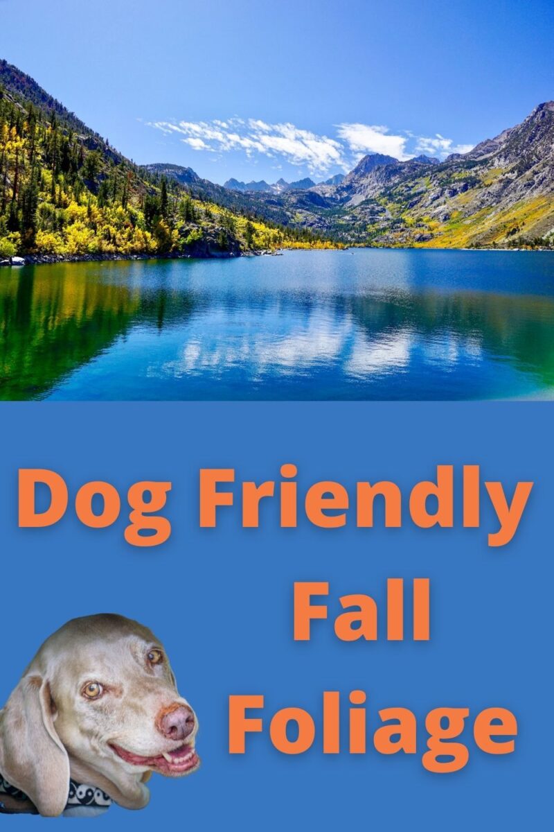 Dog Friendly Fall Foliage Pin