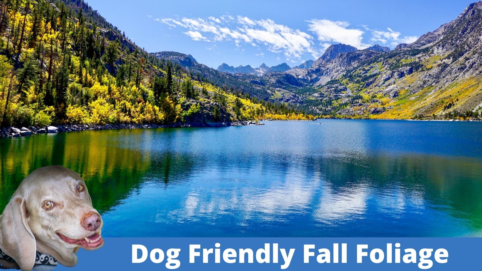 Dog Friendly Fall Foliage