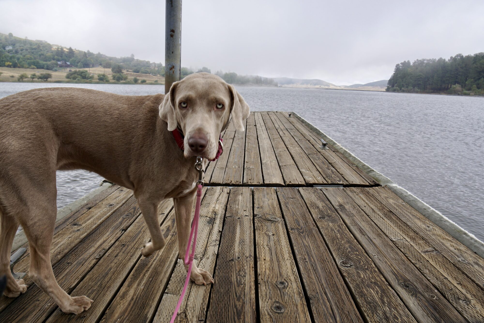 Is Lake Cuyamaca Dog Friendly