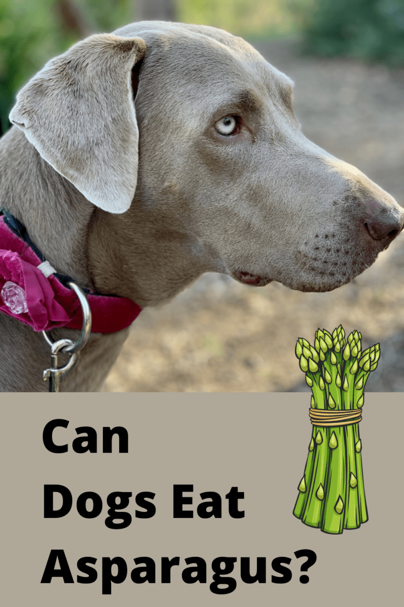 Can Dogs Eat Asparagus pin