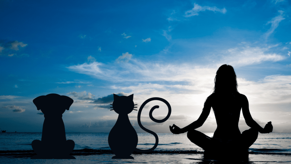 How to Meditate with Your Dog and Cat