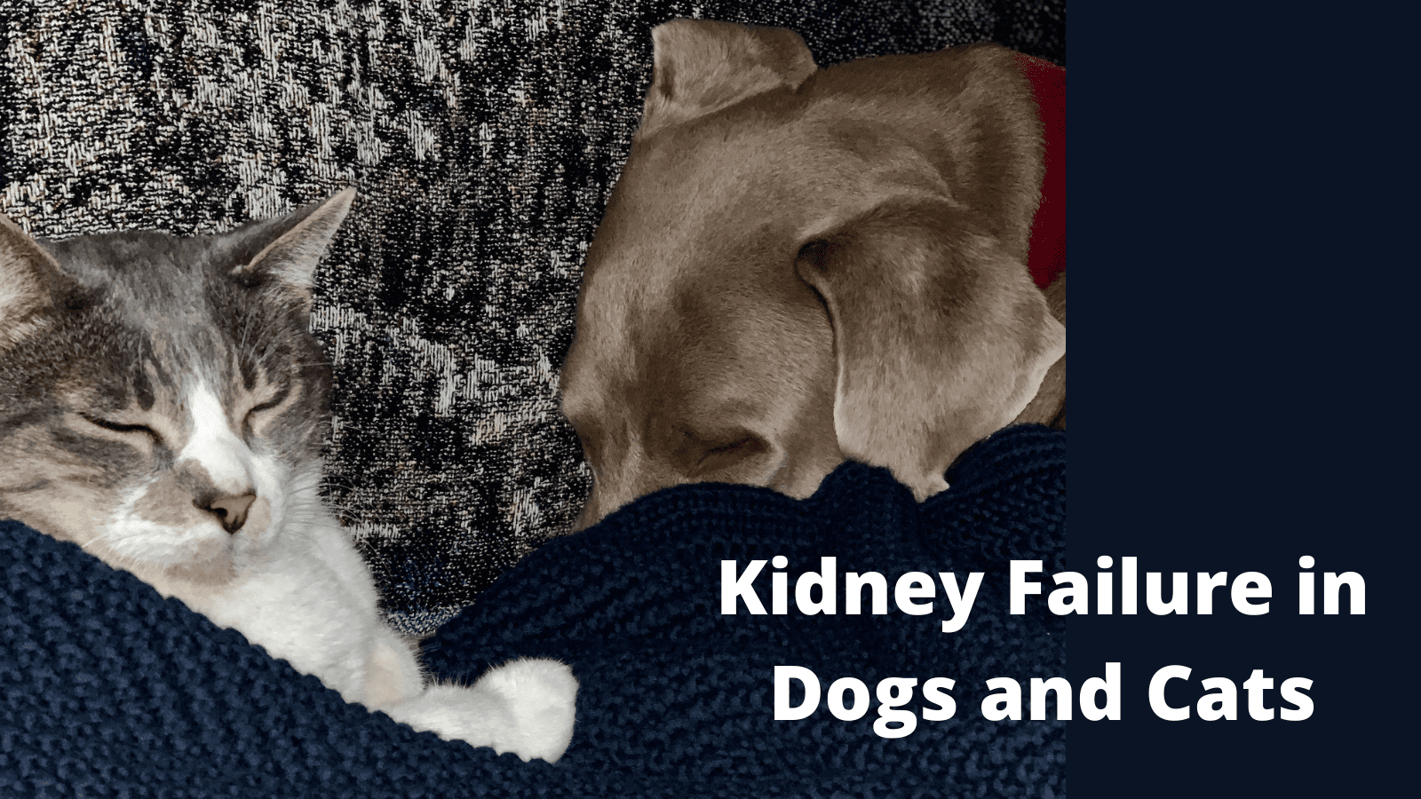 Kidney Failure in Dogs and Cats