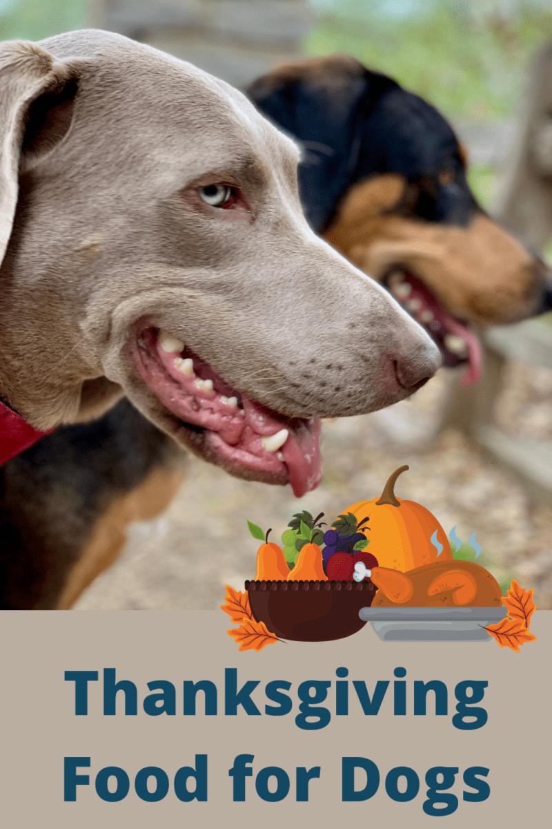 Thanksgiving Food for Dogs Pin