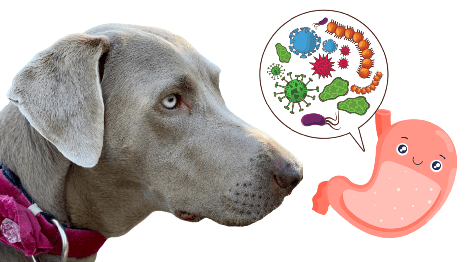 Are Probiotics for Dogs Necessary