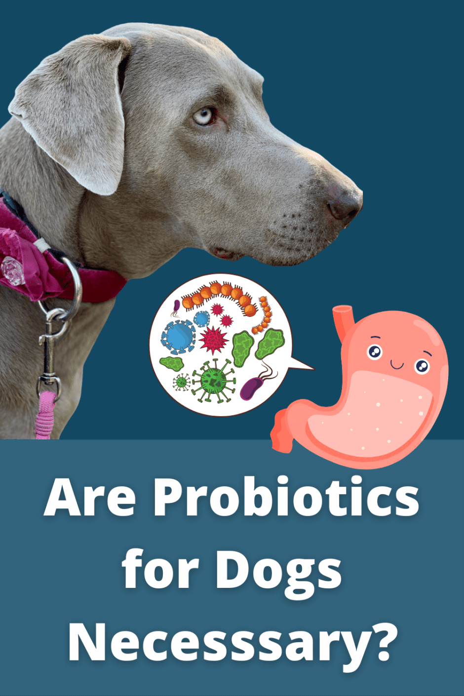 Are Probiotics for Dogs Necessary