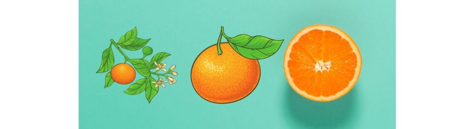 are mandarin oranges safe for dogs