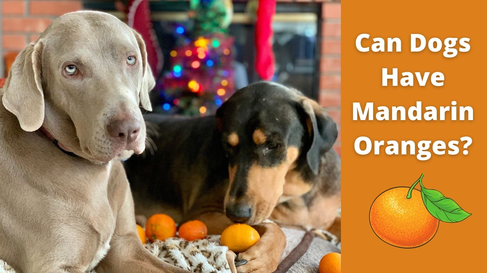 are clementine oranges bad for dogs