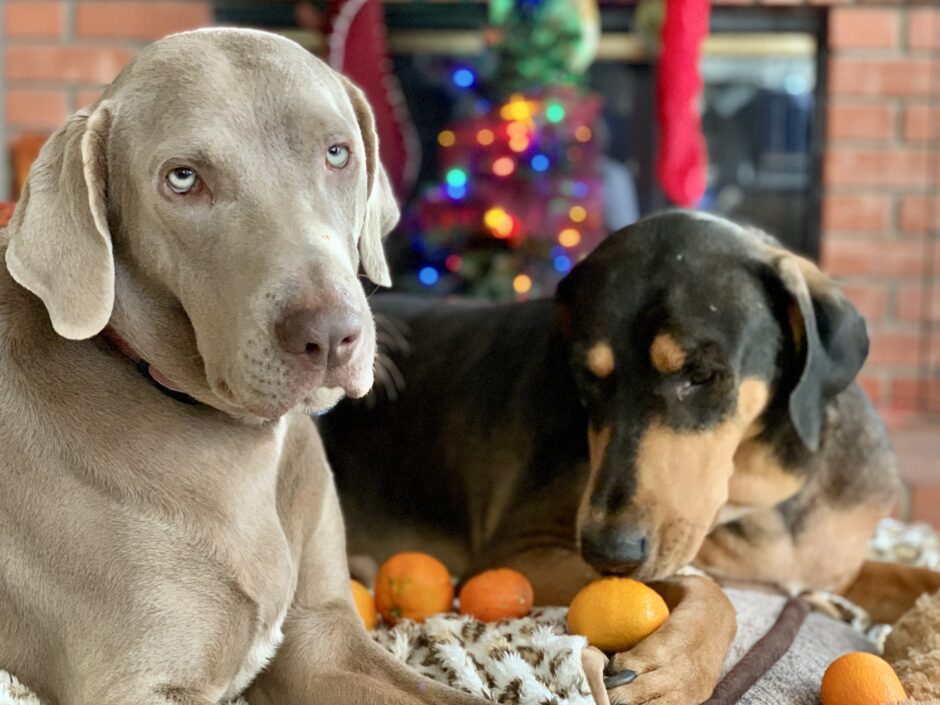 Can Dogs Have Mandarin Oranges