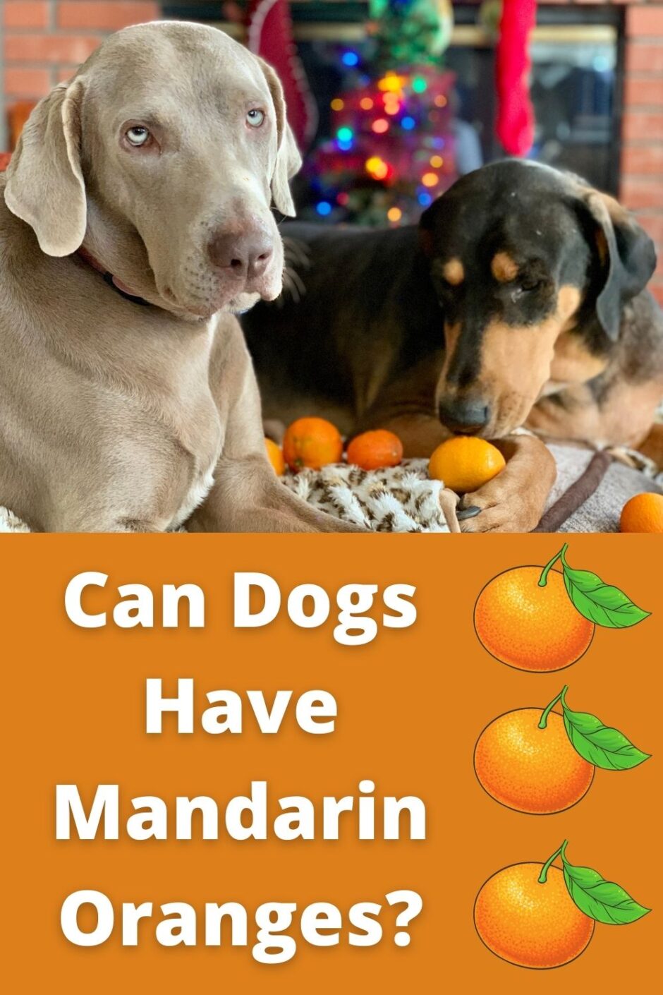 Can Dogs Have Mandarin Oranges Pin