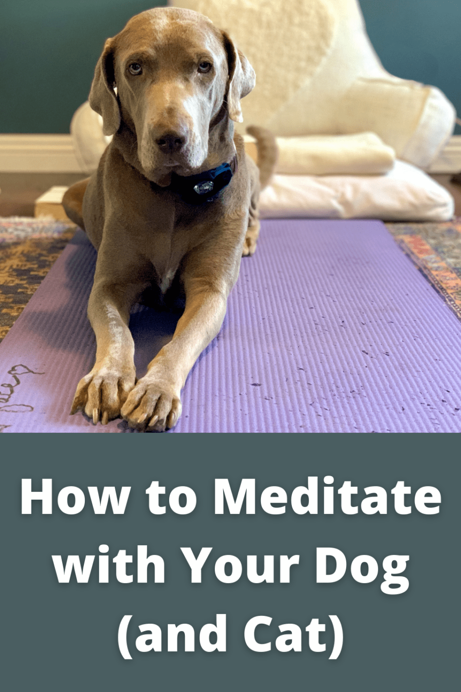 How to Meditate with Your Dog and Cat