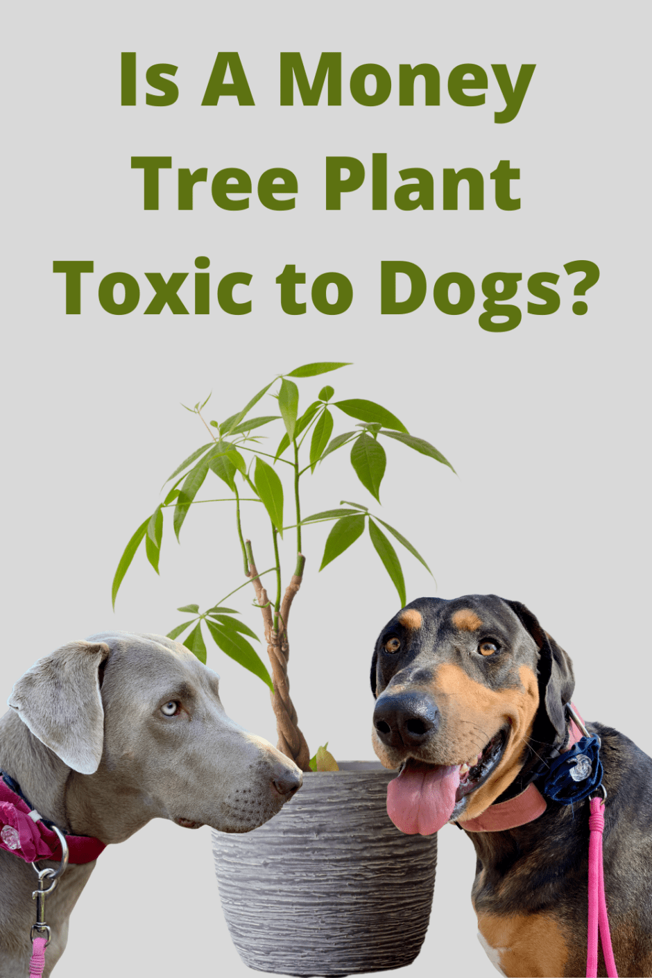 Is A Money Tree Plant Toxic to Dogs?