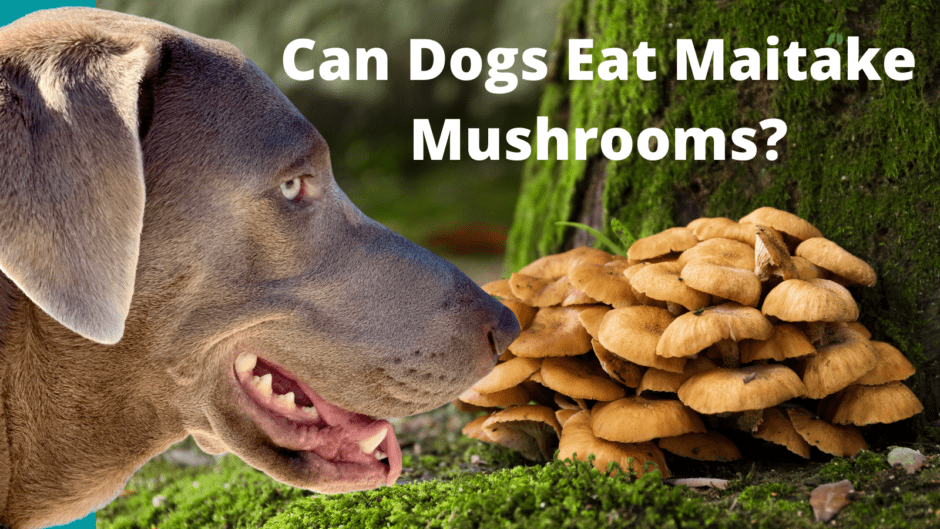 Can Dogs Eat Maitake Mushrooms