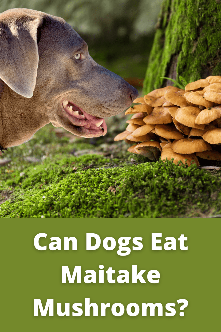 Can Dogs Eat Maitake Mushrooms Pin