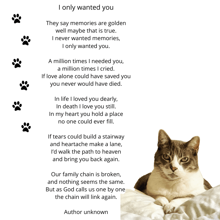 Saying Goodbye To A Cat Poem Arlyn Caitrin