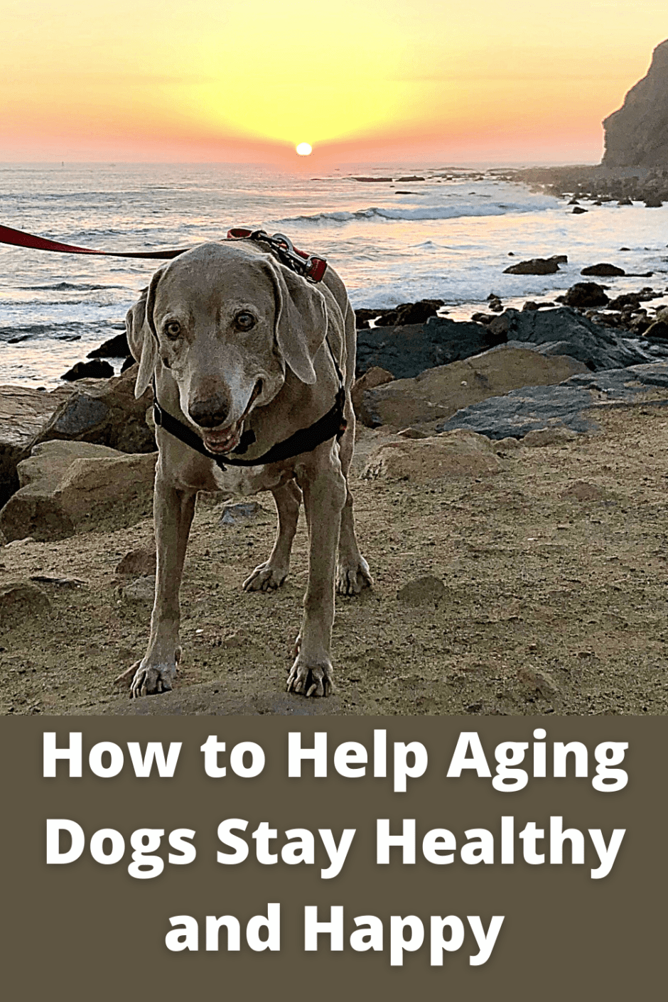 How to Help Aging Dogs Stay Healthy and Happy Pin