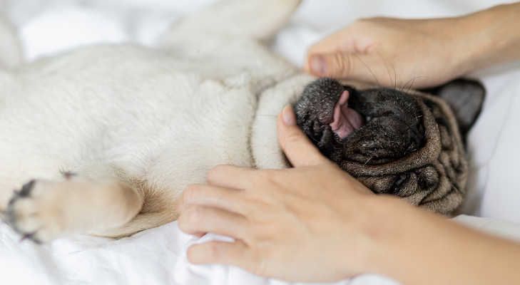 Massage Therapy for Dogs