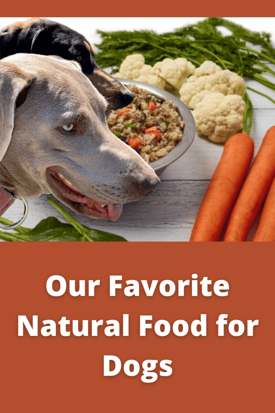 Our Favorite Natural Food for Dogs Pin