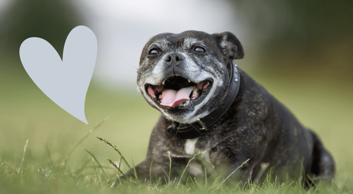 What to Expect with an Aging Dog