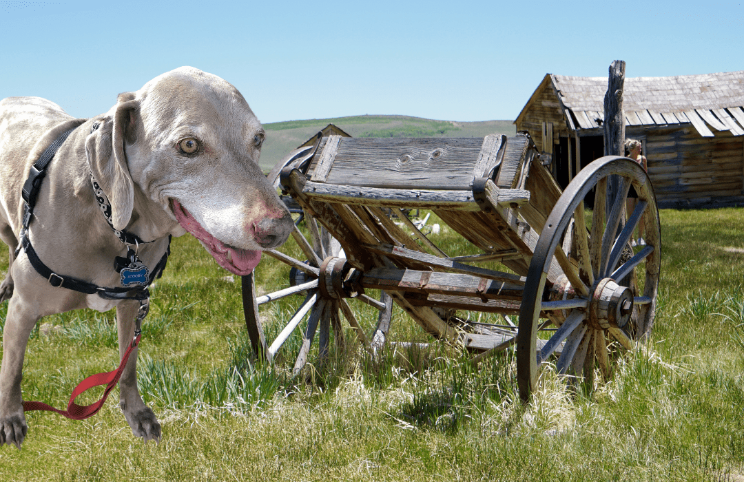 can-i-take-my-dog-to-bodie-cali