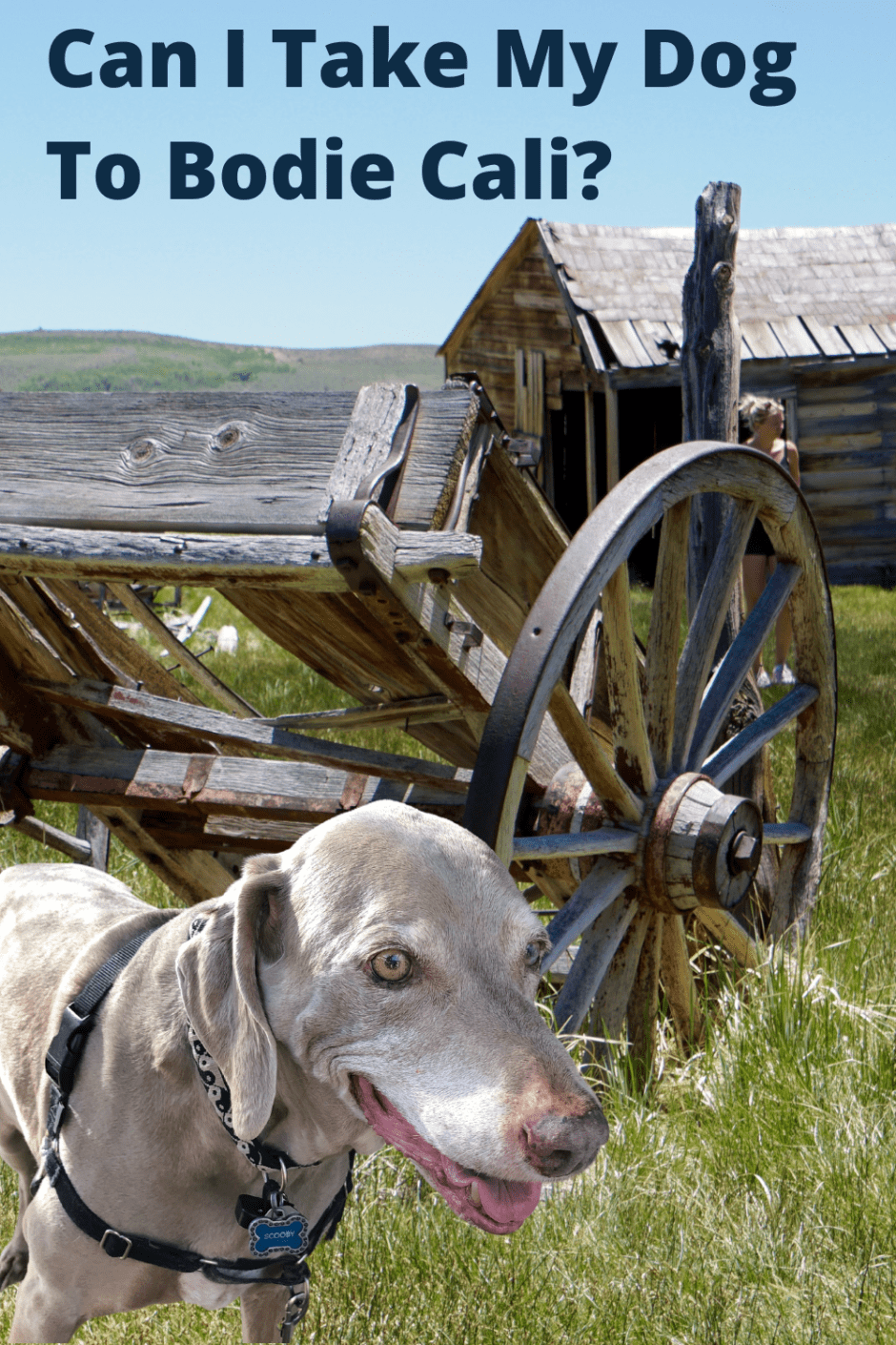 Can I Take My Dog to Bodie Cali