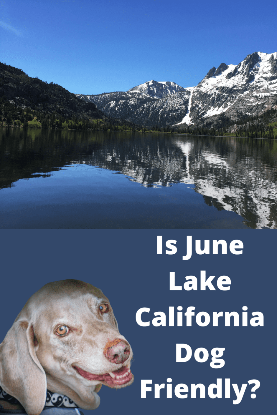 Is June Lake California Dog Friendly?