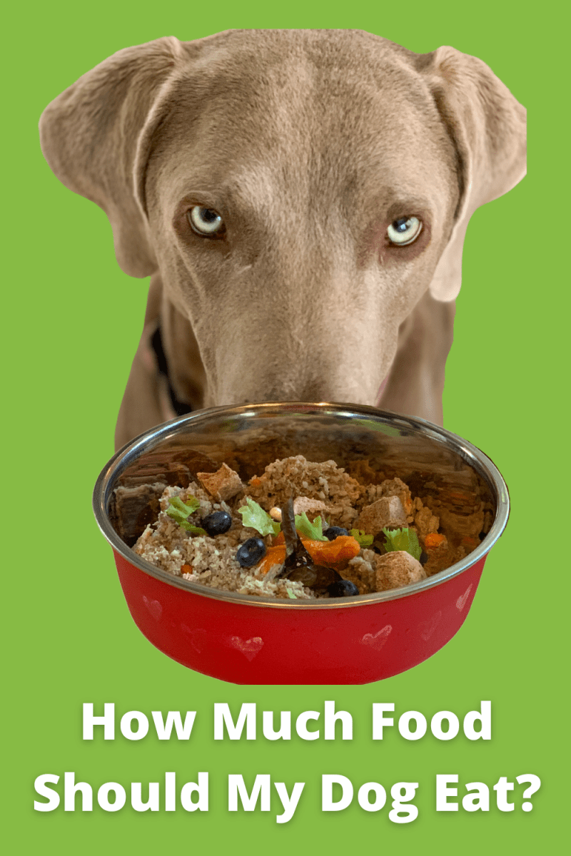 How Much Food Should My Dog Eat?