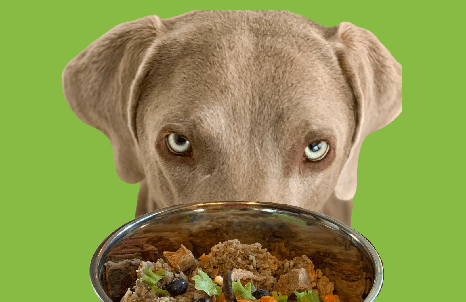 How Much Food Should I Feed My Dog?