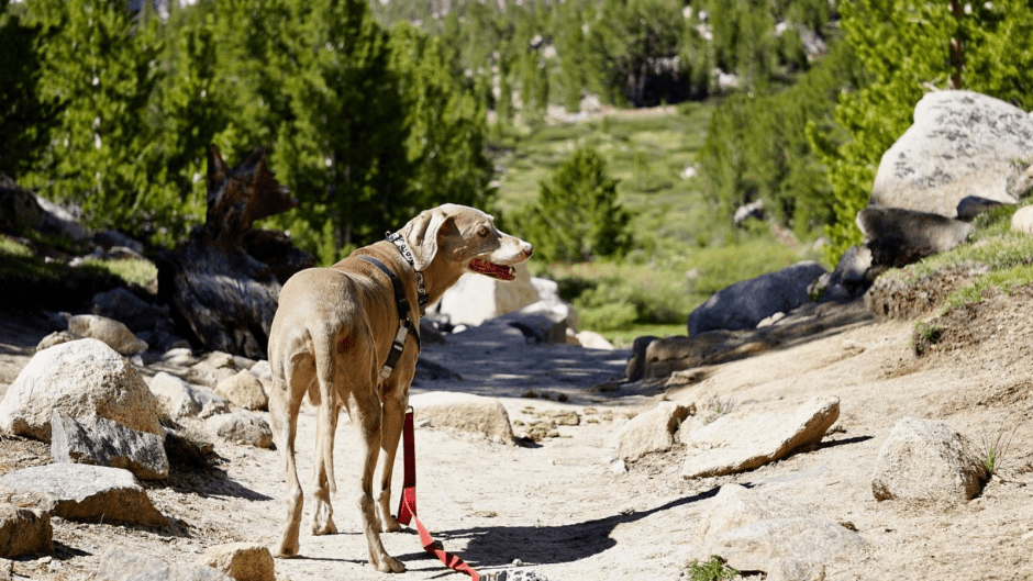 Scooby Hiking Little Lakes Valley Trail Eastern Sierra